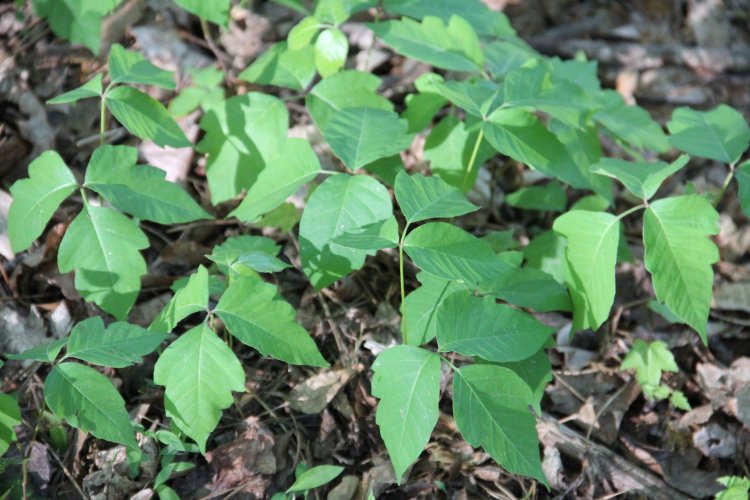 Leaves of Three, Let Them Be = Poison Ivy
